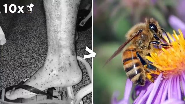 Почему Пчелы Умирают После Укуса смотреть онлайн