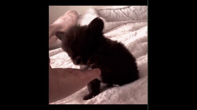 ASMR chip/АСМР С ЧИПОЙ/ASMR dog/асмр с собакой/chihuahua/чихуа-хуа😍😍😳😳✨✨💗💗💗💗 смотреть онлайн