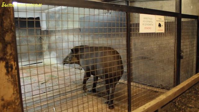 Леонид и дети побывали в зоопарке смотреть онлайн