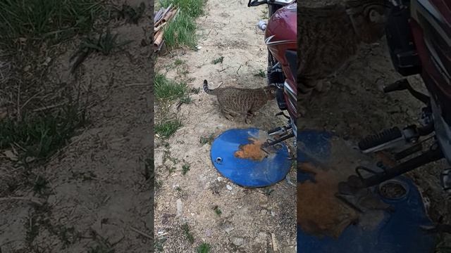 Васек на прогулке смотреть онлайн