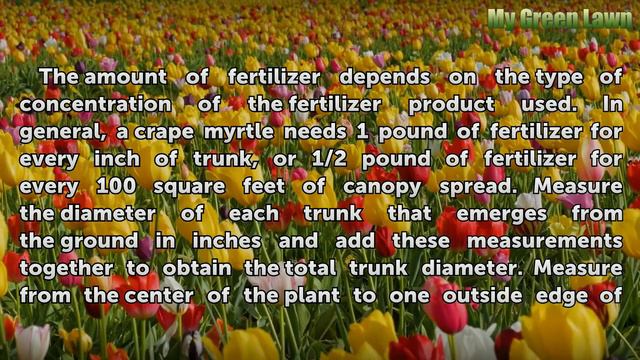 When to Fertilize Crepe Myrtle