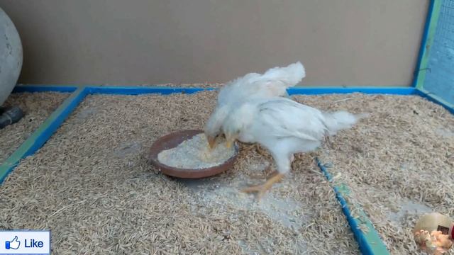 Chicken growth (Day-1 to 6 Months) || Chicken Facts смотреть онлайн