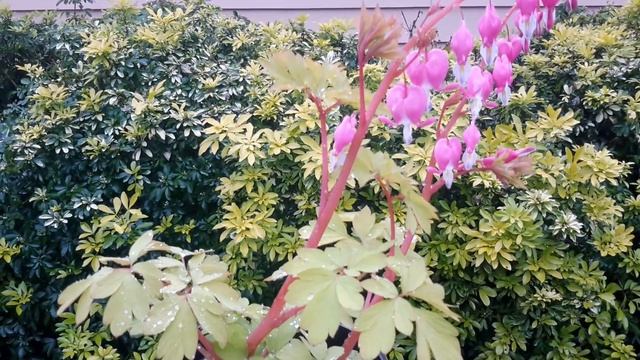 Golden Bleeding Heart / Dicentra spectabilis 'Gold Heart' смотреть онлайн