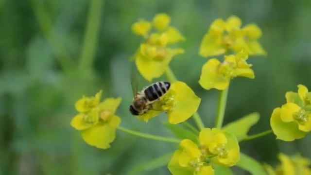 Пчеловодство Молочай вальдштейна.flv смотреть онлайн