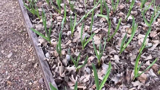 Работы в огороде начались, в какие сроки буду высаживать и сеять!