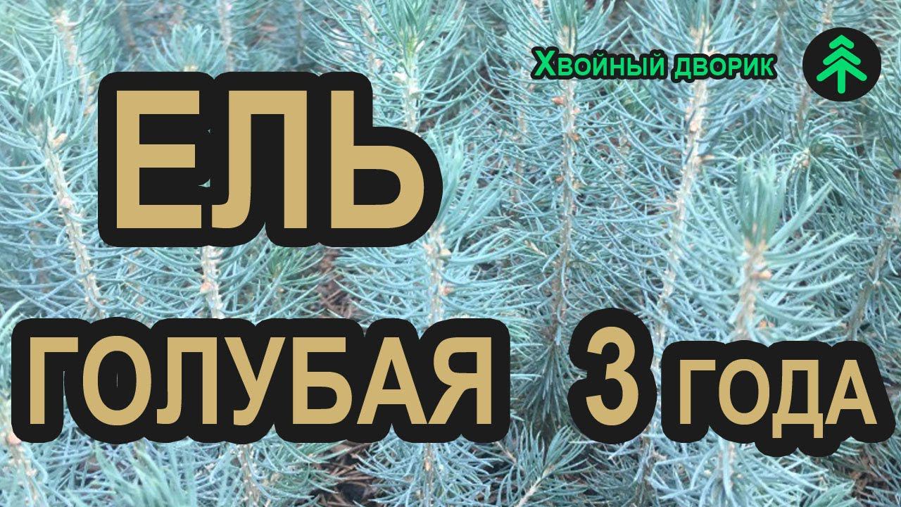 Ель голубая Глаука 3-х летка (мелкая). Саженцы хвойных пород в питомнике Хвойный дворик - осень 2019 смотреть онлайн