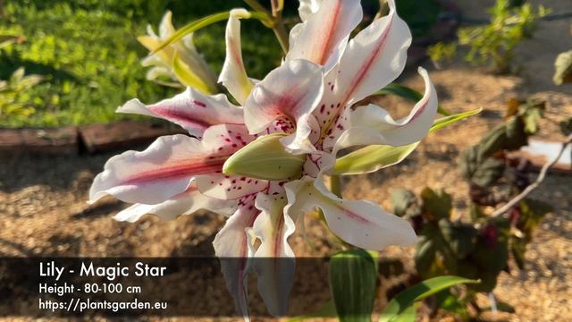 Lily - Magic Star 4K смотреть онлайн