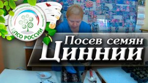 Как вырастить циннии из семян. Посев семян циннии.