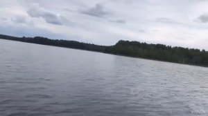 ГОЛУБИКА / ЖЕЛЕ из голубики / ЗАГОТОВКИ на зиму / Болотная ягода / ЛЕС Карелии