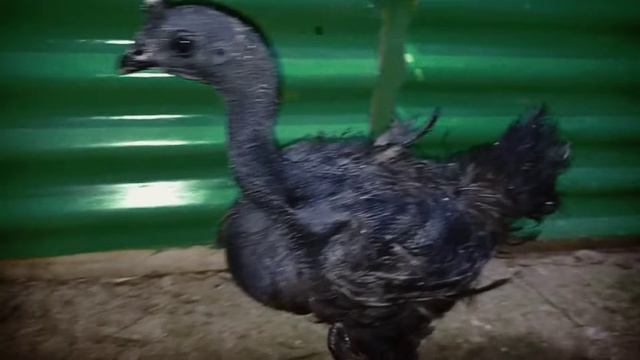 peternak cemani dari fram negeri cemani смотреть онлайн