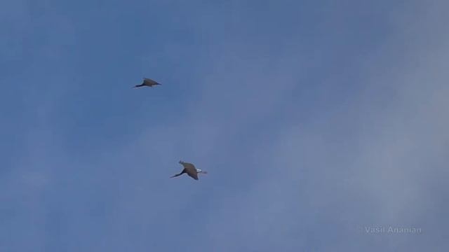 Black Stork - Ciconia nigra, Armenia смотреть онлайн