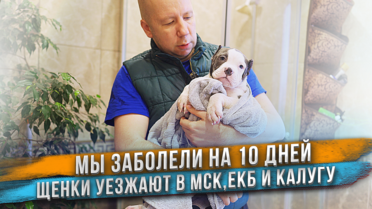 Щенков надо отправлять в новые дома, а мы все заболели! смотреть онлайн