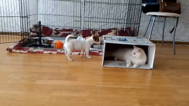 Джек Рассел терьер. Первые дни в доме. Знакомство с котом. смотреть онлайн