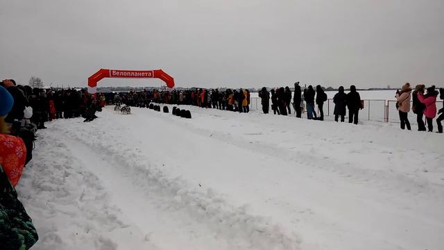 Гонки на собачьих упряжках смотреть онлайн