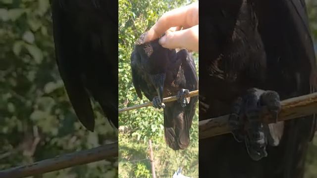 Как кот любит когда его гладят по голове🥰🥰🥰 смотреть онлайн