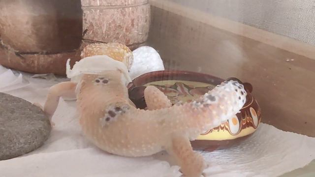 линька эублефара | ящерица 🦎 смотреть онлайн