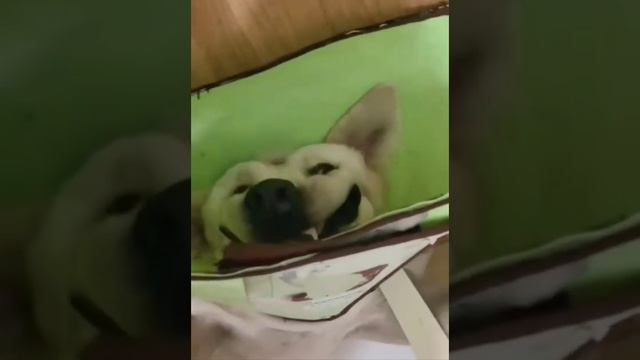 Собака-улыбака😁 смотреть онлайн