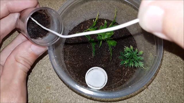 Tarantula Rehouse #10: Hapalopus sp. Colombia "Large" - The Pumpkin Patch смотреть онлайн