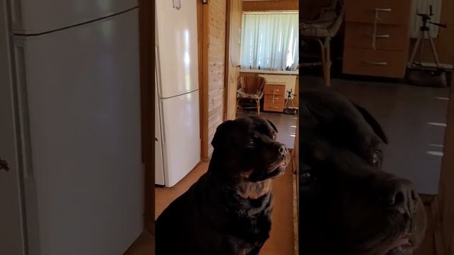 Победитель колбасы смотреть онлайн