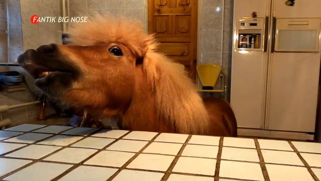Мимика лошади. Фантик научился копировать мою улыбку. смотреть онлайн