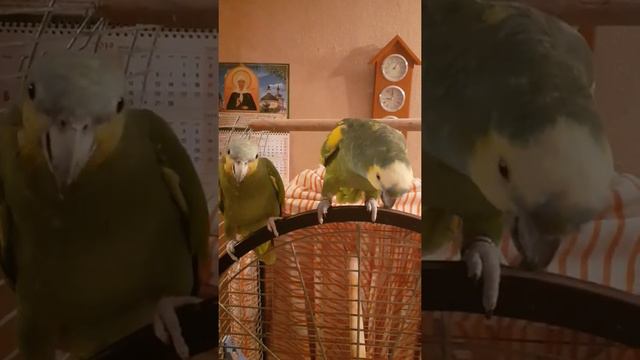 Амазоны в нашем доме. Жадина - говядина смотреть онлайн