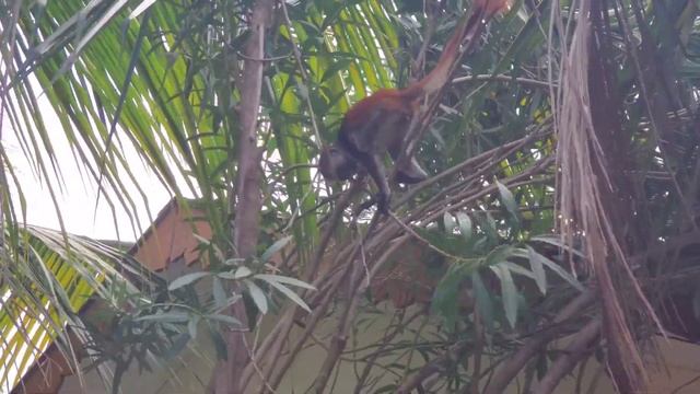 Red Colobus Monkey In Zanzibar, Tanzania! (Africa Wildlife) смотреть онлайн