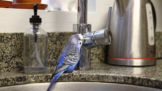 Kiwi and Pixel the parakeets battle over their reflections: BIRBCEPTION смотреть онлайн