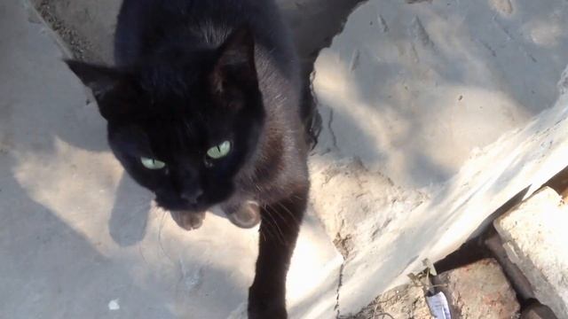 Black Cat With Green Eyes | Black Beauty | смотреть онлайн