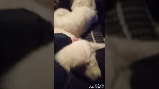 Перевозка, отправка животных на поезде. смотреть онлайн