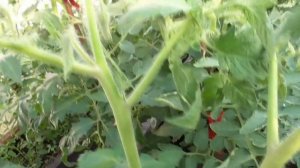 Как формировать индетерминантные томаты в теплице? В этом году я  формирую в 2 ствола.