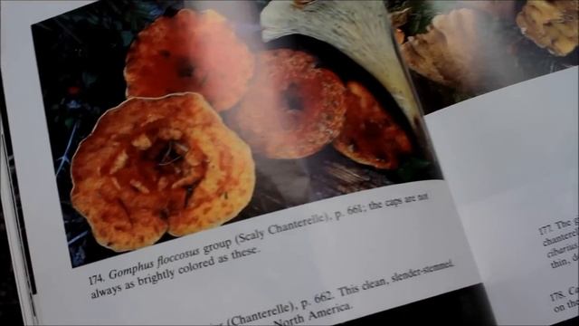 Chanterelle Mushroom Hunting in Oregon Outside of Portland We Find the Fungus смотреть онлайн