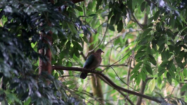 Peaceful Grey-Capped Emerald Dove Preening & Resting | Serene Bird Watching & Melodic Nature Sounds