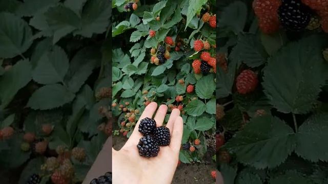 Ежевика Трипл Краун, или Тройная Корона. Сорт среднего срока созревания, крупноплодный, бесшипный. смотреть онлайн