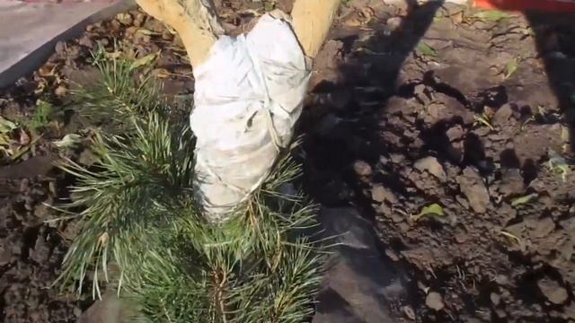 Персики из косточек. Раннее укрытие. Пригород Воронежа.