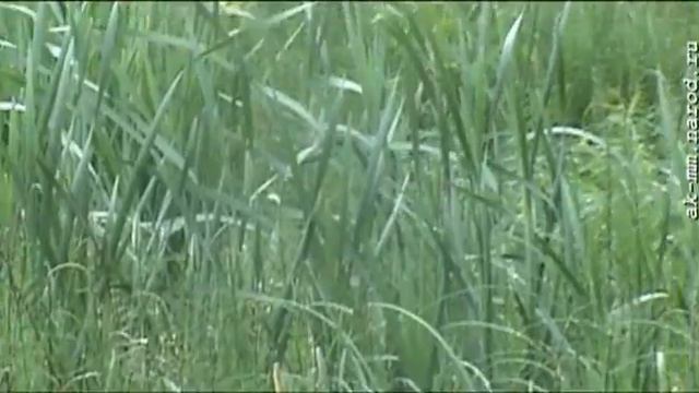 Кряквы разгуливают по Вологде смотреть онлайн