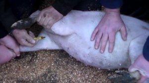 Укол комплексными витаминами поросят на откорме .