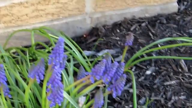 🍇Mini Grape hyacinth (Muscari) flowers🍇 смотреть онлайн