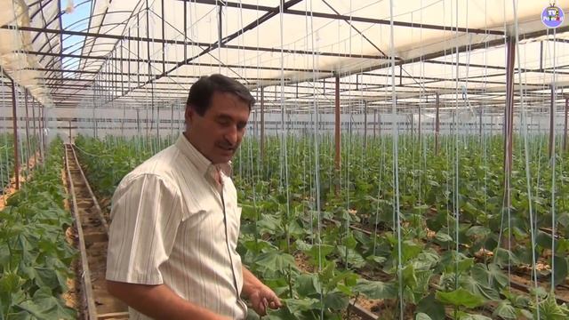 Формировка огурцов в теплице на летне-осенний оборот (28-08-2018)