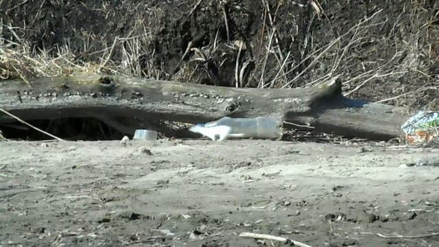 Белая ласка (куница) весной. смотреть онлайн