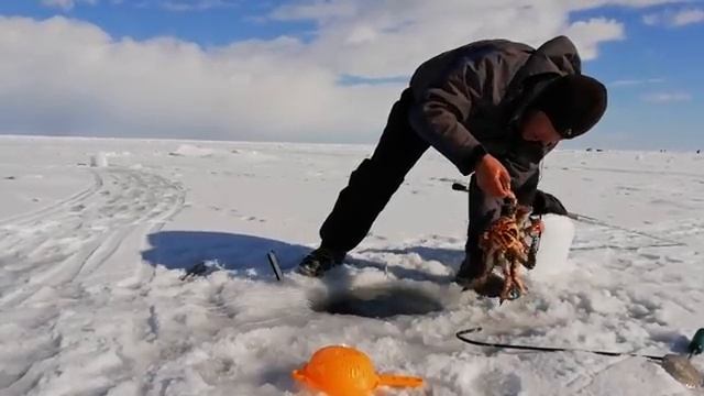 Крабы Охотского моря / Catching a crab under the sea ice. Sea of Okhotsk смотреть онлайн