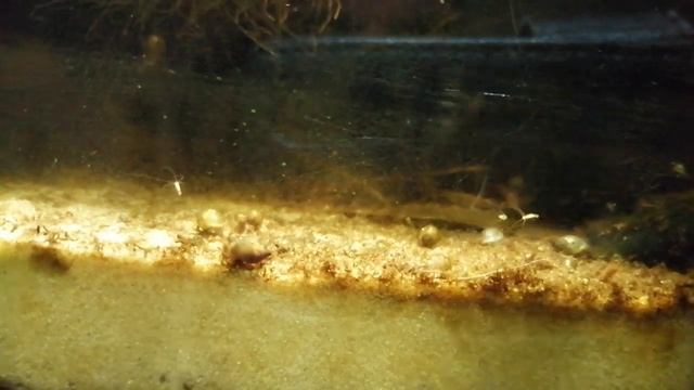 Stułbia pospolita (Hydra vulgaris) w akwarium смотреть онлайн