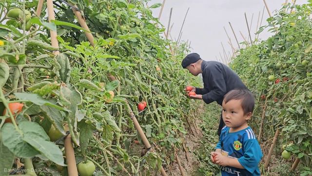 Tomatoes-Should tomatoes be classified as a vegetable or a fruit? | BayNguyen - Daily life смотреть онлайн