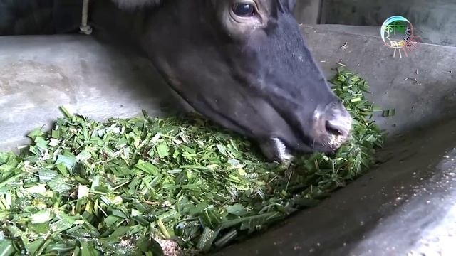 নরসিংদীর মাহবুব হোসেনের সমন্বিত কৃষি খামার | Shykh Seraj | Bangladesh Television | смотреть онлайн