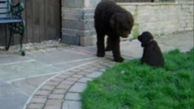 Irish Water Spaniels puppies playing смотреть онлайн