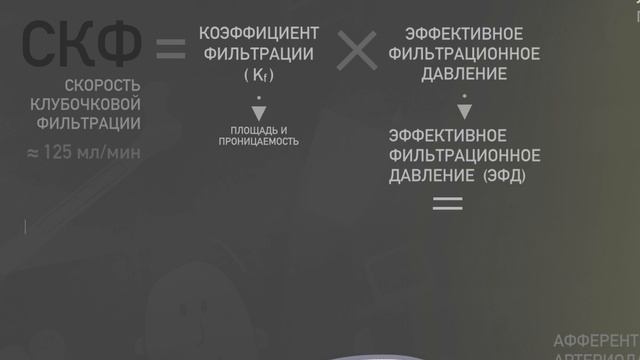 Клубочковая фильтрация за 3 минуты. смотреть онлайн