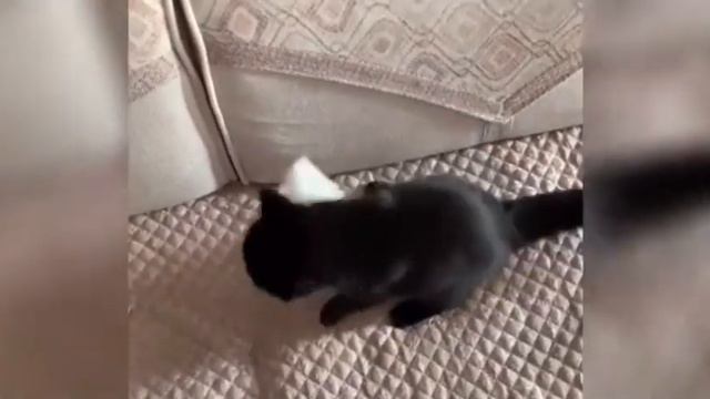 Коты лучше всех. смотреть онлайн