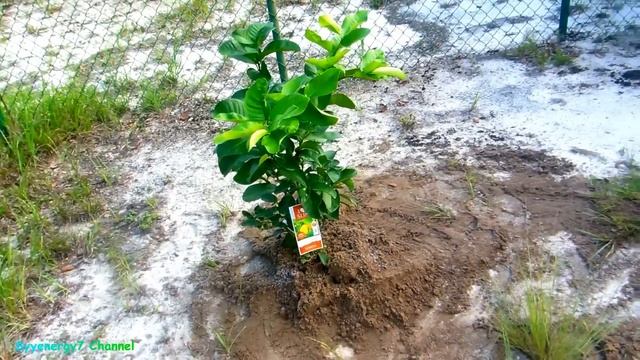 Lemon Tree Planting with Lakhovsky Sunlight Coil смотреть онлайн