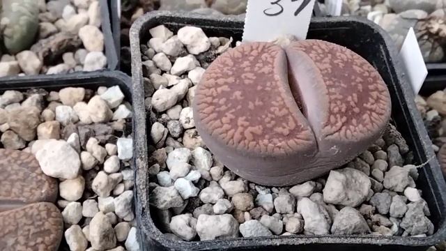 Зимовка кактусов.Внешний вид литопсов в декабре.Kakteen.Lithops. смотреть онлайн