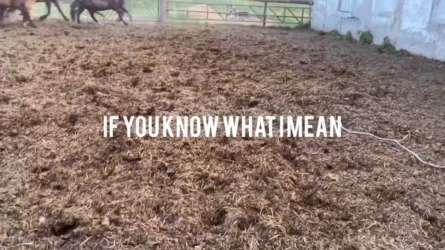 ВИДЕОУРОК. КАК ПОЙМАТЬ ДИКУЮ ЛОШАДЬ смотреть онлайн