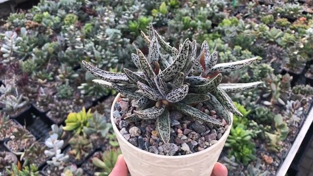 Редкие растения и суккуленты 3. Adromischus marianiae смотреть онлайн